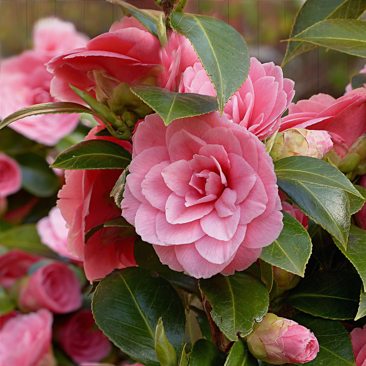 茶花, 花, 粉色, 春天, 自然, 植物, 粉红色的颜色